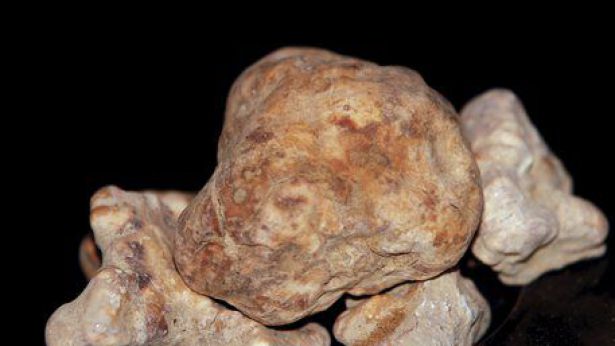Tartufo