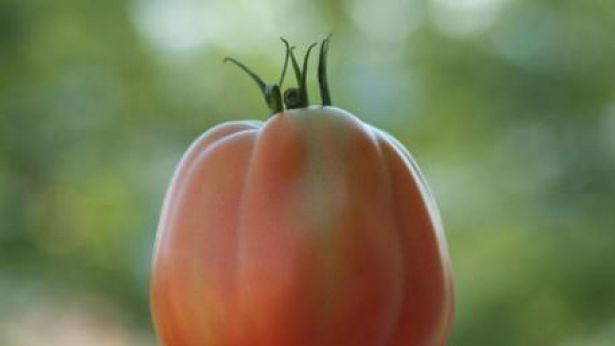 Pomodoro a pera