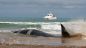 Lo spiaggiamento dei cetacei a Punta Penna