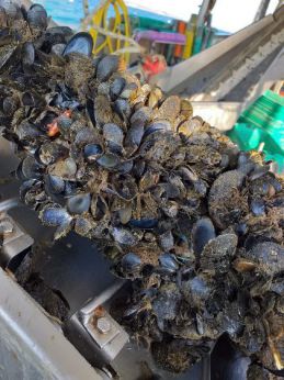 Cozze