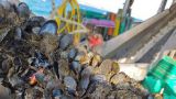 Cozze