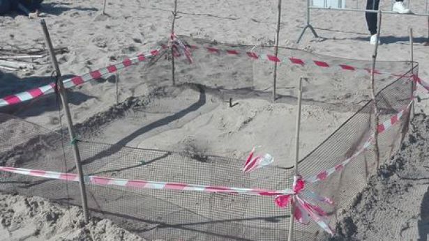 Campomarino: il nido di tartarughe