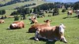Mucche al pascolo