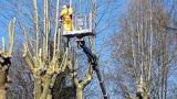 Potature alberi lungo le strade