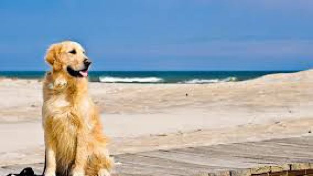 Cani al mare