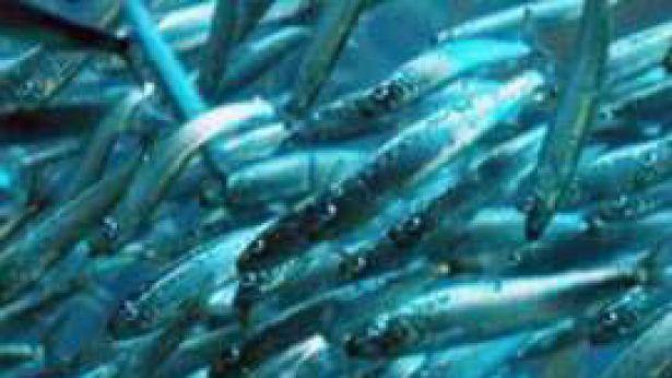 Pesce azzurro