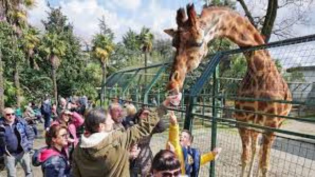 Uno zoo