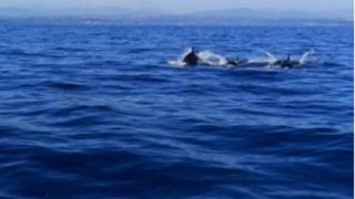 Delfini lungo la costa