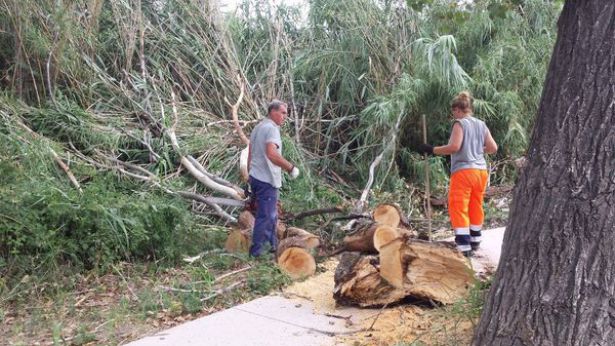 Vasto: uno dgeli alberi caduti sulla pista ciclabile
