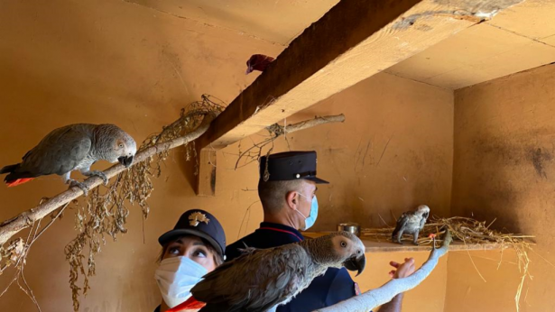 Carabinieri Forestali in azione