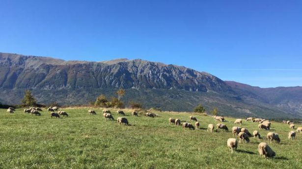 Pascolo abruzzese