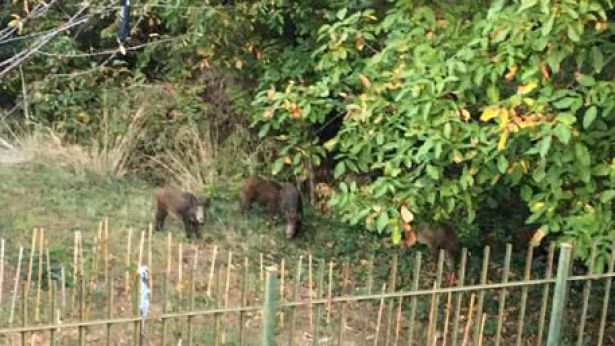 Cinghiale
