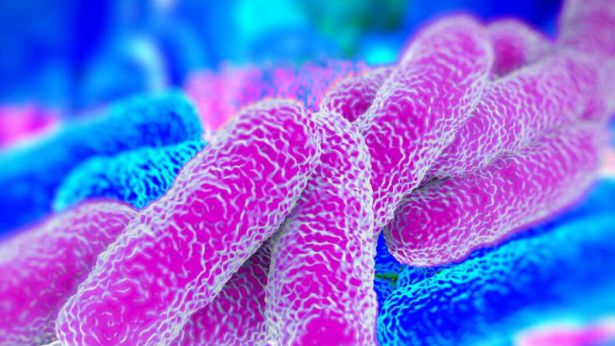 La legionella al microscopio