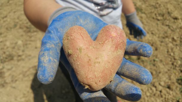 Cuore di patata
