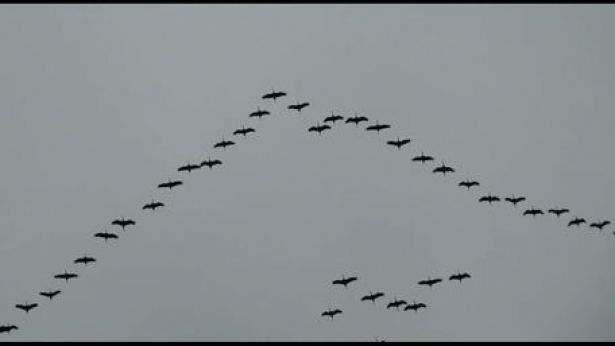 LE GRU IN VOLO IN VAL DI SANGRO