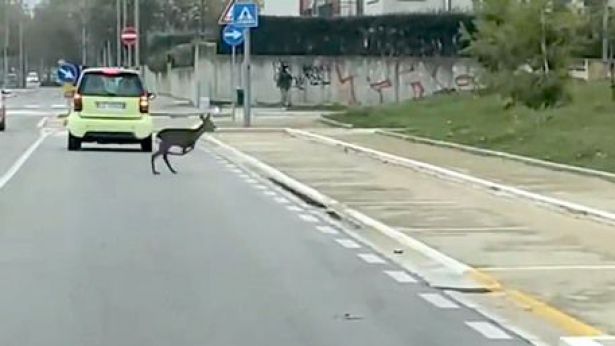 Un capriolo in una strada di Pescara