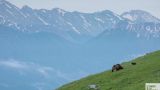 L'Orso Marsicano