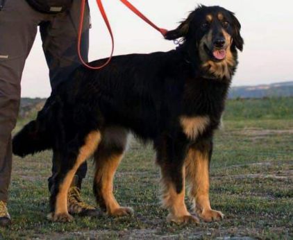 Il cane utilizzato nelle ricerche