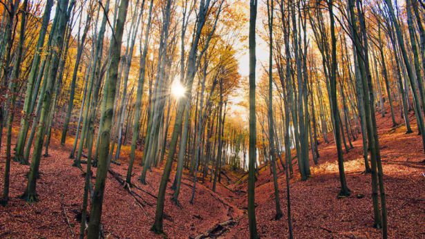 Un bosco dell'Abruzzo montano