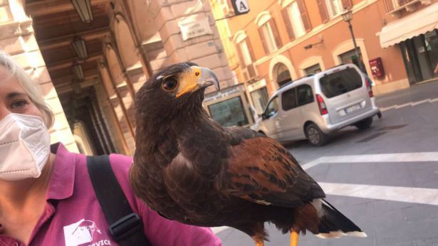 Un falco a Chieti