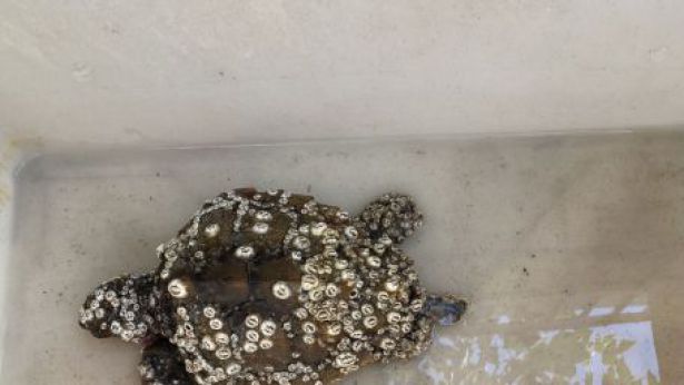La tartaruga "caretta caretta"