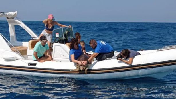 Il ritorno in mare delle due tartarughe