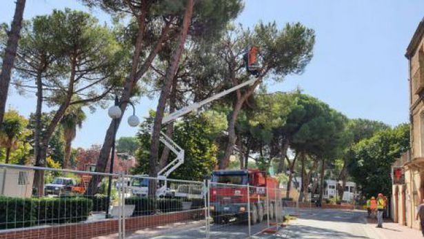 Taglio pini a San Salvo