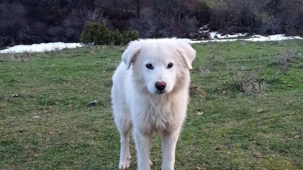 Germana, il cane salvato