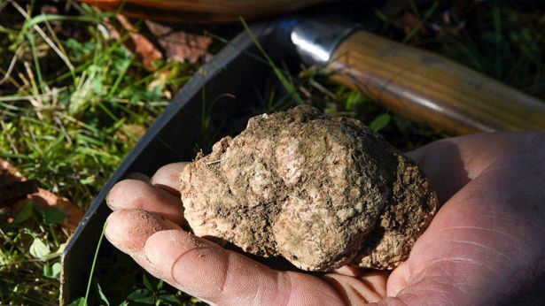 Tartufo