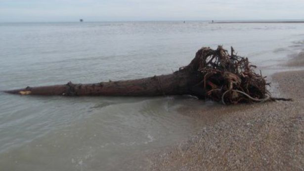 Un albero spiaggiato