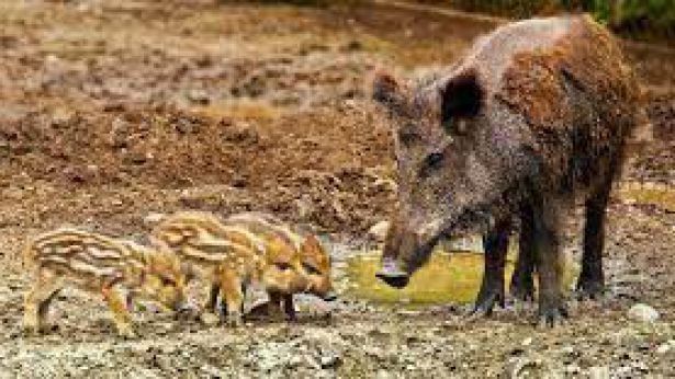 Mamma cinghiale con cuccioli
