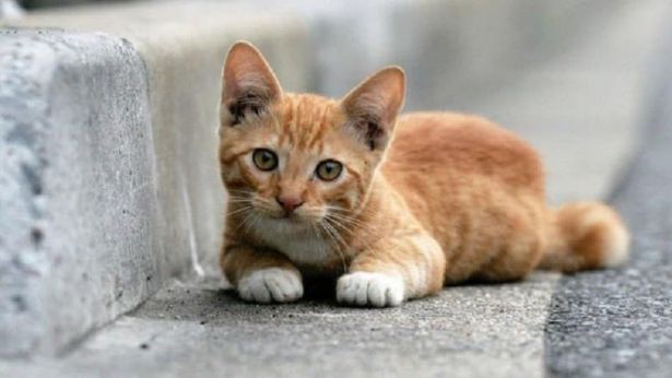 Gattino