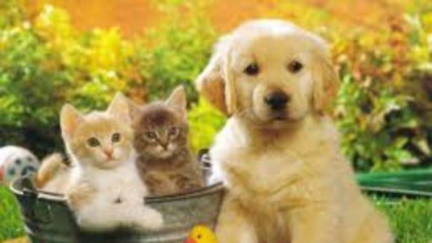 Cuccioli di cani e gatti