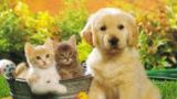 Cuccioli di cani e gatti