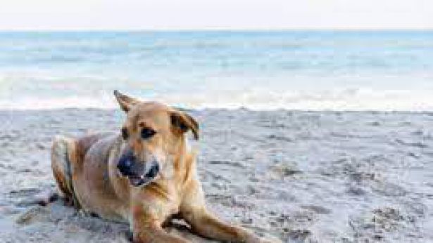 Cane in spiaggia