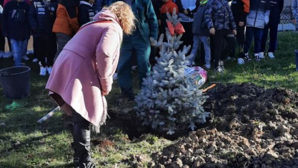 La messa a dimora di un albero