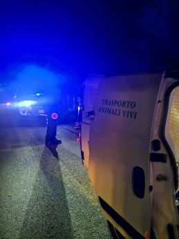 I soccorsi per salvare il capriolo