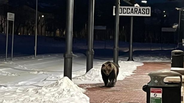 L'orso Juan Carrito