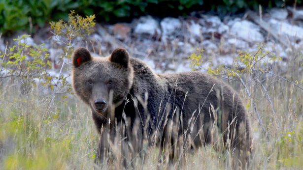 L'orso Juan Carrito