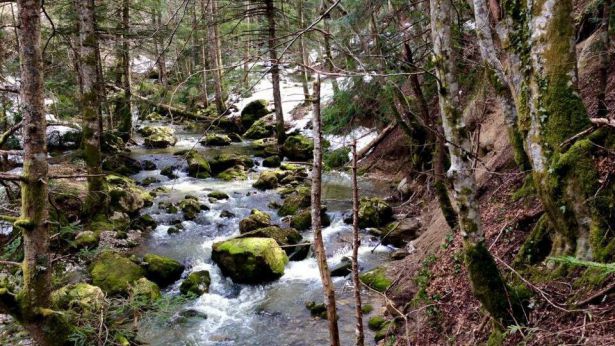 L'abetina di Rosello