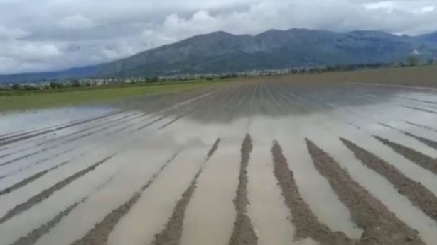 Danni provocati all'agricoltura dal maltempo