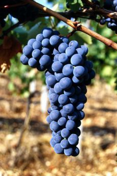 Uva Montepulciano d'Abruzzo
