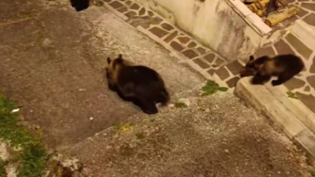 Mamma orsa con i cuccioli