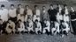 Feliciano Orazi con la Pro Vasto Campionato 1968/69 - Foto archivio Giuseppe Forte