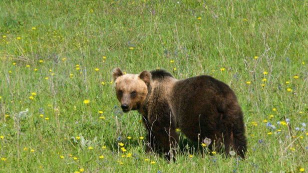 Orso marsicano