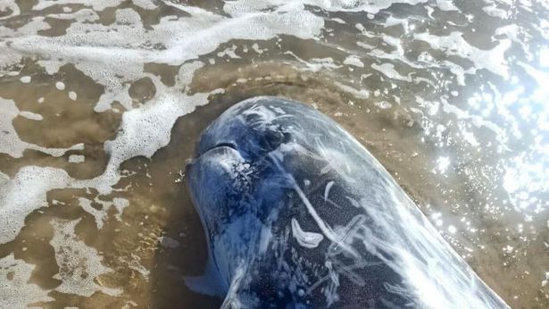 L'esemplare di grampo rinvenuto sul litorale di Vasto