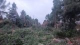 Alberi abbattuti nella Zona Industriale di San Salvo