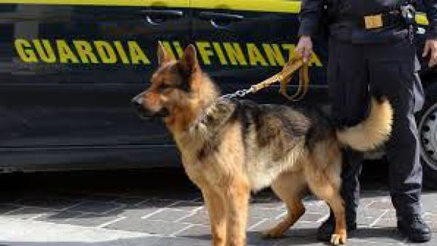 Cane antidroga della GdF