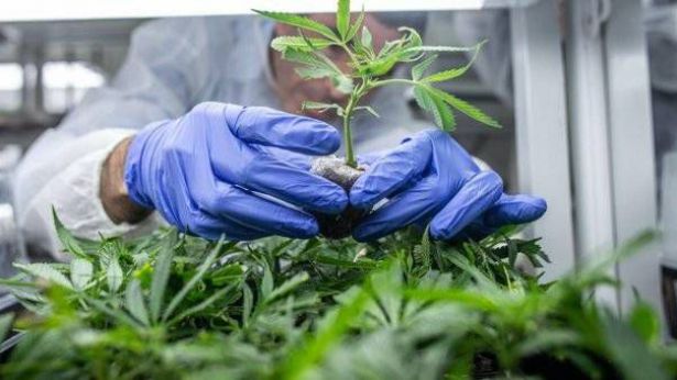 Pianta di cannabis