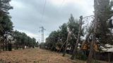 San Salvo: alberi abbattuti